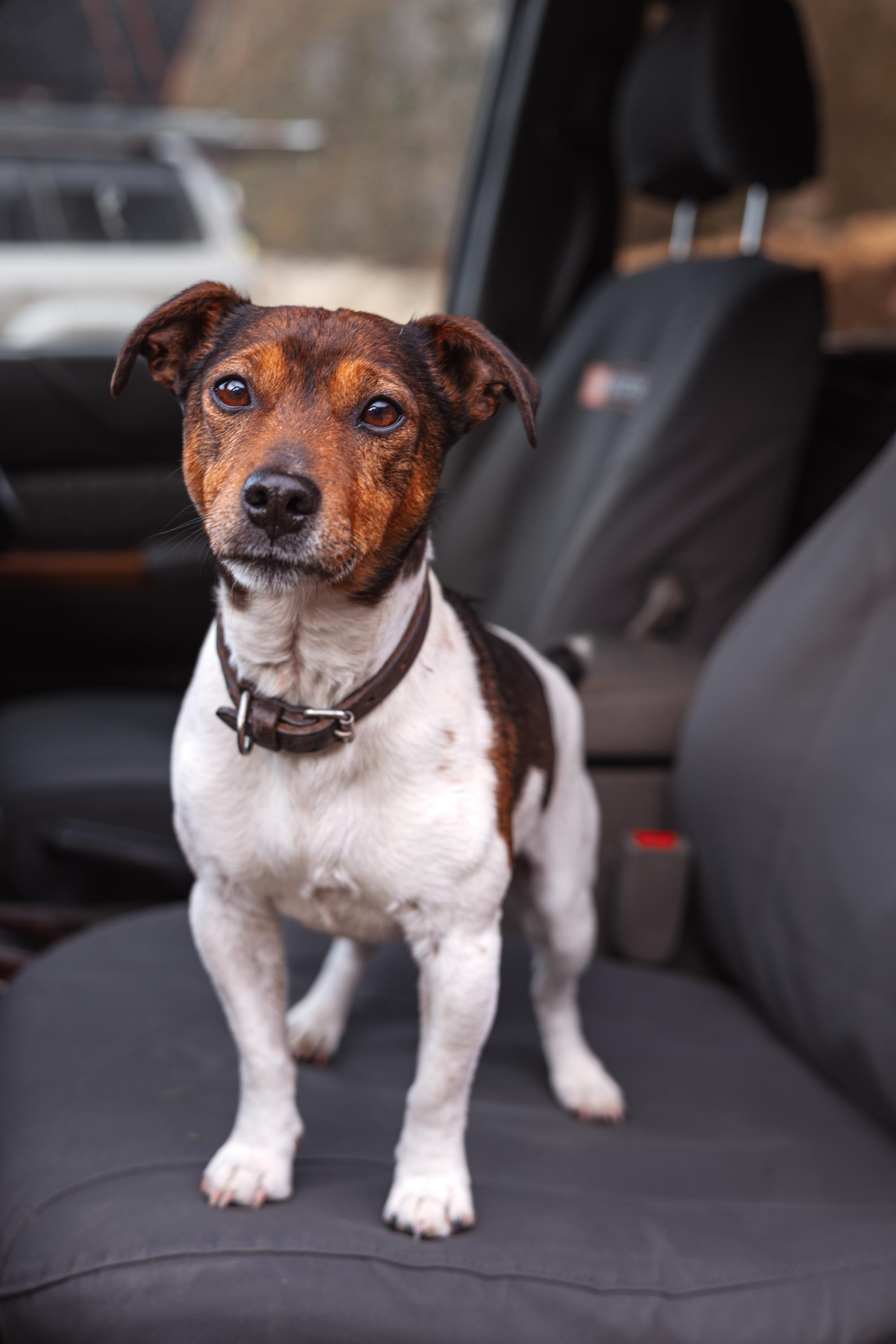 Nissan Navara D22 - 2x2 - 1997-2004 Seat Covers