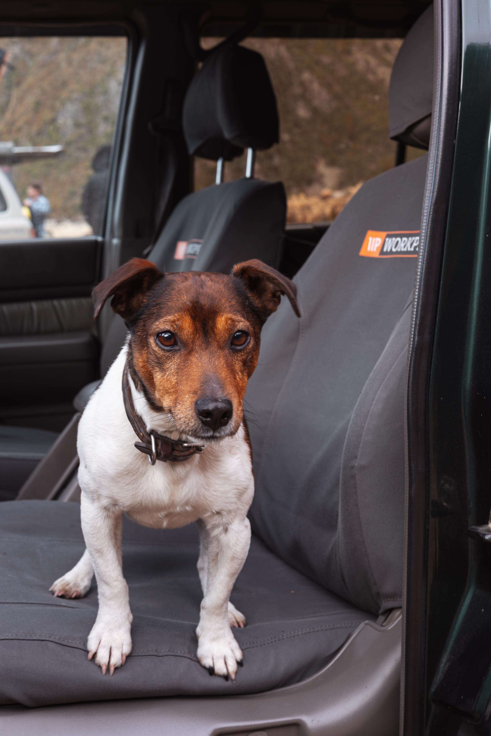 Nissan Navara ST - 2011-2014 Seat Covers